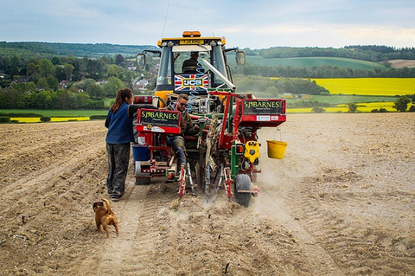 Simpsons planting 1